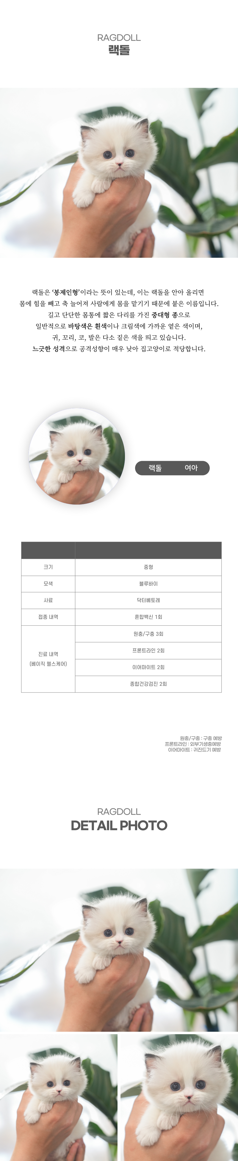 랙돌_상세이미지_2